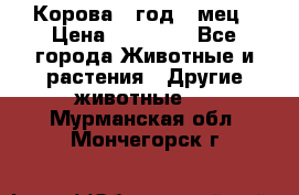 Корова 1 год 4 мец › Цена ­ 27 000 - Все города Животные и растения » Другие животные   . Мурманская обл.,Мончегорск г.